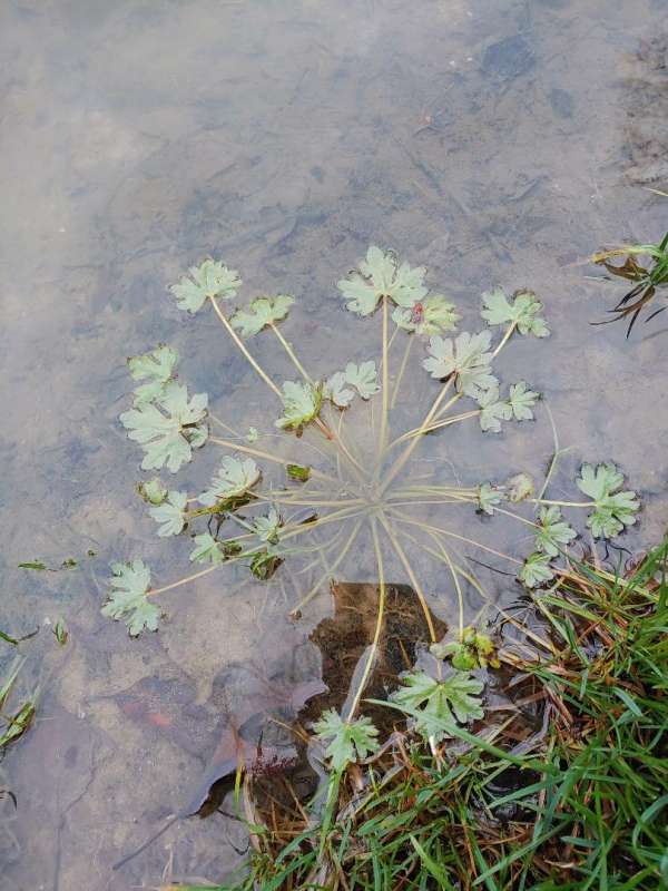 Attached picture aquatic plant 3.jpg